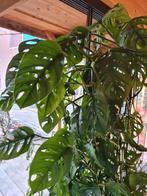 Stekken van de Monstera adansonii / monkey mask, Huis en Inrichting, Kamerplanten, Ophalen of Verzenden, Overige soorten, Minder dan 100 cm