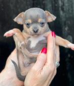 Chihuahua pups bleu, Dieren en Toebehoren, 8 tot 15 weken, Meerdere, Meerdere dieren, Chihuahua