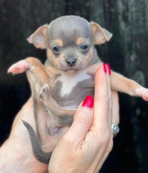 Chihuahua pups bleu, Dieren en Toebehoren, Honden | Chihuahua's en Gezelschapshonden, Meerdere dieren, Chihuahua, Particulier