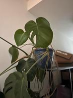 Planten inclusief pot ophalen - Bieden!, Huis en Inrichting, Kamerplanten, 100 tot 150 cm, Overige soorten, In pot, Groene kamerplant