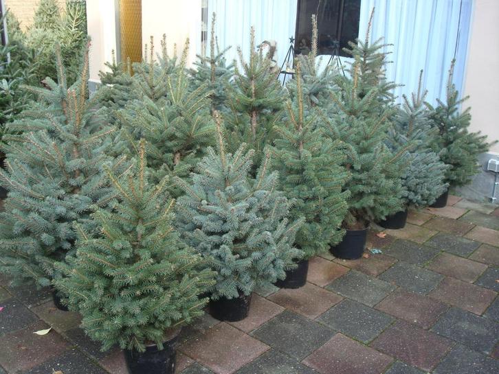 Kerstbomen Pungens glauca/blauwspar 40 -110 cm in Pot., Tuin en Terras, Planten | Bomen, Overige soorten, Minder dan 100 cm, Volle zon