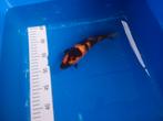 Te koop prachtige ginrin Hi Utsuri 20 cm, Karper of Koi