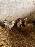 Serama, Dieren en Toebehoren, Pluimvee, Mannelijk, Kip