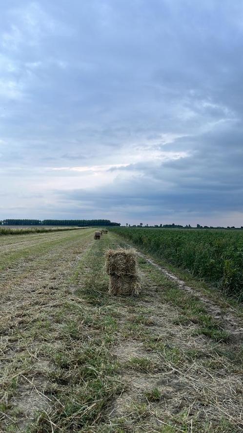 Kleine pakjes hooi en stro te koop, Dieren en Toebehoren, Dierenvoeding, Vee, Ophalen