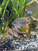 Vieja argentea, Dieren en Toebehoren, Vis, Zoetwatervis