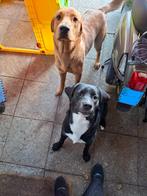 Lieve vrolijke zwarte Labrador / Australische herder pup!, Ophalen, Nieuw