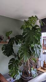 Ruim 2m hoge - Monstera plant (Gatenplant), Huis en Inrichting, Kamerplanten, Overige soorten, Halfschaduw, In pot, 200 cm of meer