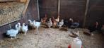 Cream legbar jonge hanen en hennen, Dieren en Toebehoren, Pluimvee, Meerdere dieren, Kip