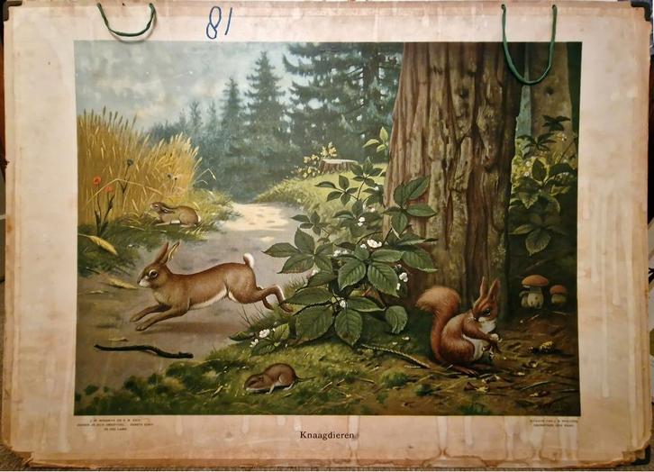 Knaagdieren / M.A. Koekkoek, Antiek en Kunst, Antiek | Schoolplaten, Geschiedenis, Ophalen