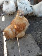Zijdehoender haan en witte/grijs hennetje, Dieren en Toebehoren, Meerdere dieren, Kip