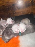 Prachtige en unieke shaded Maine Coon kittens, Dieren en Toebehoren, Katten en Kittens | Raskatten | Langhaar, Meerdere dieren