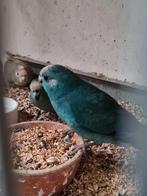 Kakariki, Dieren en Toebehoren, Vogels | Parkieten en Papegaaien, Meerdere dieren, Parkiet, Geringd