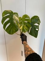 Kopstekken Monstera Deliciosa Variegata, Ophalen of Verzenden, Halfschaduw, Minder dan 100 cm