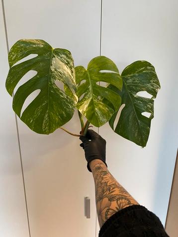 Kopstekken Monstera Deliciosa Variegata beschikbaar voor biedingen