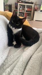 2 yo old cat looking for a new home, Dieren en Toebehoren, Katten en Kittens | Overige Katten, Poes