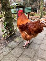 Orpington buff, Dieren en Toebehoren, Pluimvee, Mannelijk, Kip