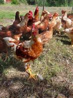 legkippen, Dieren en Toebehoren, Pluimvee, Vrouwelijk, Kip