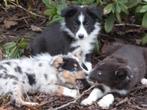 Super schattige Australian Shepherd x Border Collie pups, Dieren en Toebehoren, Parvo, 8 tot 15 weken, Collie, Meerdere