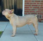 🥰 Prachtige blue fawn crème franse bulldog DEKREU Rico 🥰, Dieren en Toebehoren, Honden | Dekreuen, Particulier, Rabiës (hondsdolheid)