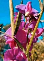 Zaden Siererwt roze - Lathyrus Latifolius, meerjarig, Verzenden, Voorjaar, Volle zon, Zaad