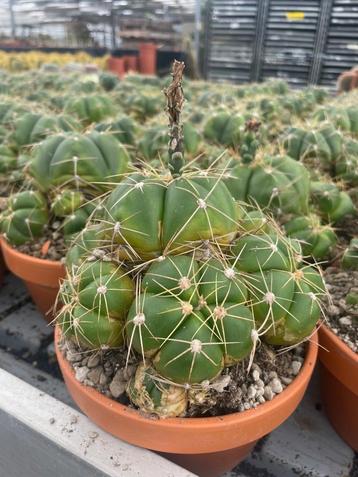 Cactus Gymnocalicium Horstii in de 16cm terracotta schaal beschikbaar voor biedingen