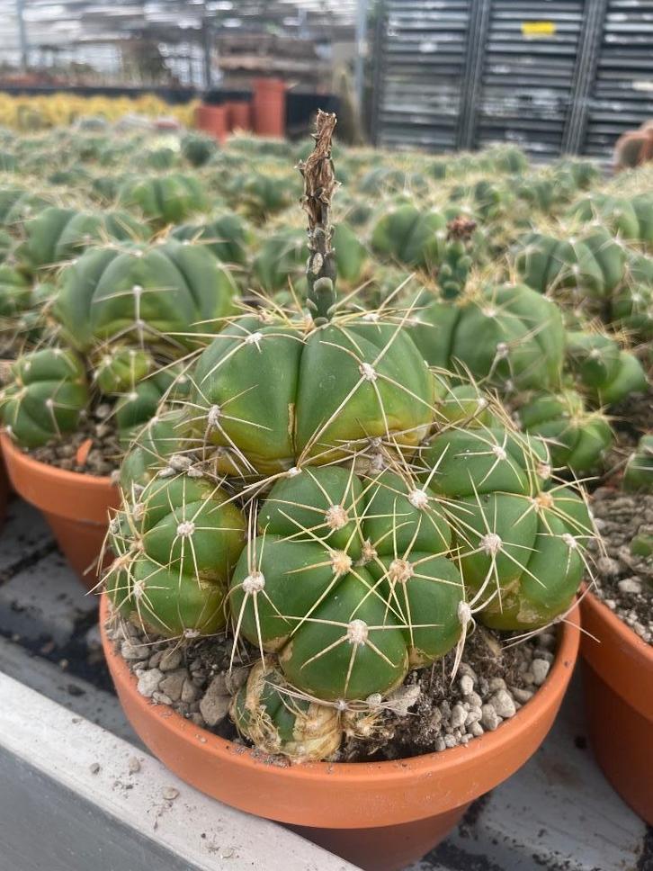 Cactus Gymnocalicium Horstii in de 16cm terracotta schaal, Huis en Inrichting, Kamerplanten, Cactus, Minder dan 100 cm, Bloeiende kamerplant