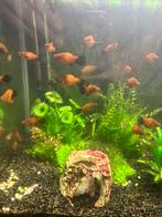 Platy’s te koop, Vis