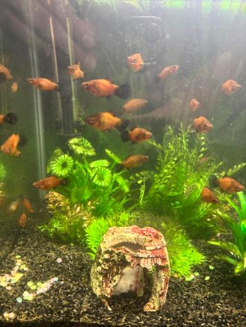 Platy’s te koop beschikbaar voor biedingen