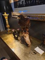 Opgezette woestijnbuizerd ook wel een harris genoemd., Dieren en Toebehoren, Vogels | Overige Vogels, Mannelijk