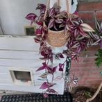 Tradescantia hangplant Violet Hill, Ophalen, Overige soorten, Halfschaduw, Minder dan 100 cm