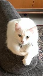 Frodo & Lucy zoeken een nieuw huisje, Meerdere dieren, Langharig, 6 jaar of ouder