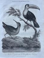 1826 Vogels De Ballus Virginnianus en de ramphastos Tucanu, Antiek en Kunst, Kunst | Etsen en Gravures, Ophalen of Verzenden