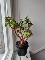 Kamerplant vetplant Jadeplant Crassula, Ophalen, Halfschaduw, Minder dan 100 cm