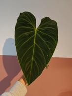 Philodendron Glorious stek • 30cm blad • geworteld, Overige soorten, Minder dan 100 cm, Groene kamerplant, Halfschaduw