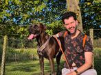 Rustig en ervaren huis gezocht voor onze Vizsla kruising, Particulier, Overige rassen, Buitenland, Teef