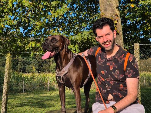 Rustig en ervaren huis gezocht voor onze Vizsla kruising, Dieren en Toebehoren, Honden | Setters en Staande honden, Teef, Overige rassen
