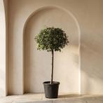 Quercus ilex / steeneik op stammetje, 100 tot 250 cm, Olijfboom, Zomer, Ophalen