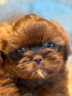 Bijzonder knappe klein type Shih Tzu! Div kleuren, Dieren en Toebehoren, Nederland, Overige rassen, CDV (hondenziekte), 8 tot 15 weken