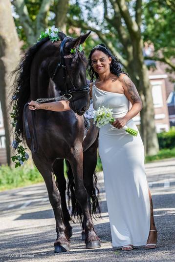  Bomproof familiepaard met hart van goud ! beschikbaar voor biedingen
