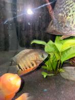 Heros severum green. 2x, Vis