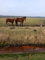 te koop paard, Dieren en Toebehoren, Paarden, Springpaard, Met stamboom, Ruin, 3 tot 6 jaar