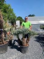 Chamaerops cerifera palmboom, Ophalen, Zomer, Volle zon, Palmboom