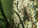 Corydoras > Corydoras Aeneus

Corydoras Aeneus, Dieren en Toebehoren, Vissen | Aquariumvissen, Vis