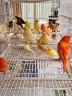 Mozaïek Kanaries, Dieren en Toebehoren, Meerdere dieren, Kleurkanarie