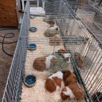 Mooie cavia's in verschillende kleuren