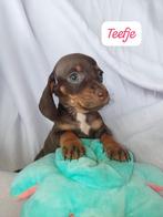 Teckels puppy's, Dieren en Toebehoren, Honden | Teckels en Dashonden, Standaard, CDV (hondenziekte), 8 tot 15 weken, Korthaar