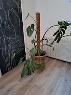 Grote Monstera met rieten pot en mosstok, Ophalen