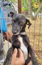 Verlegen Lisa ter Adoptie!, Particulier, Rabiës (hondsdolheid), 1 tot 2 jaar, Buitenland