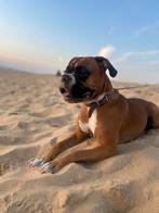 Nestaankondiging Boxer pups, Dieren en Toebehoren, Honden | Bulldogs, Pinschers en Molossers, Overige rassen, 8 tot 15 weken, CDV (hondenziekte)