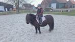 Mooie grote maat NSPS merrie, Dieren en Toebehoren, Pony's, Merrie, A pony (tot 1.17m), Met stamboom, 11 jaar of ouder